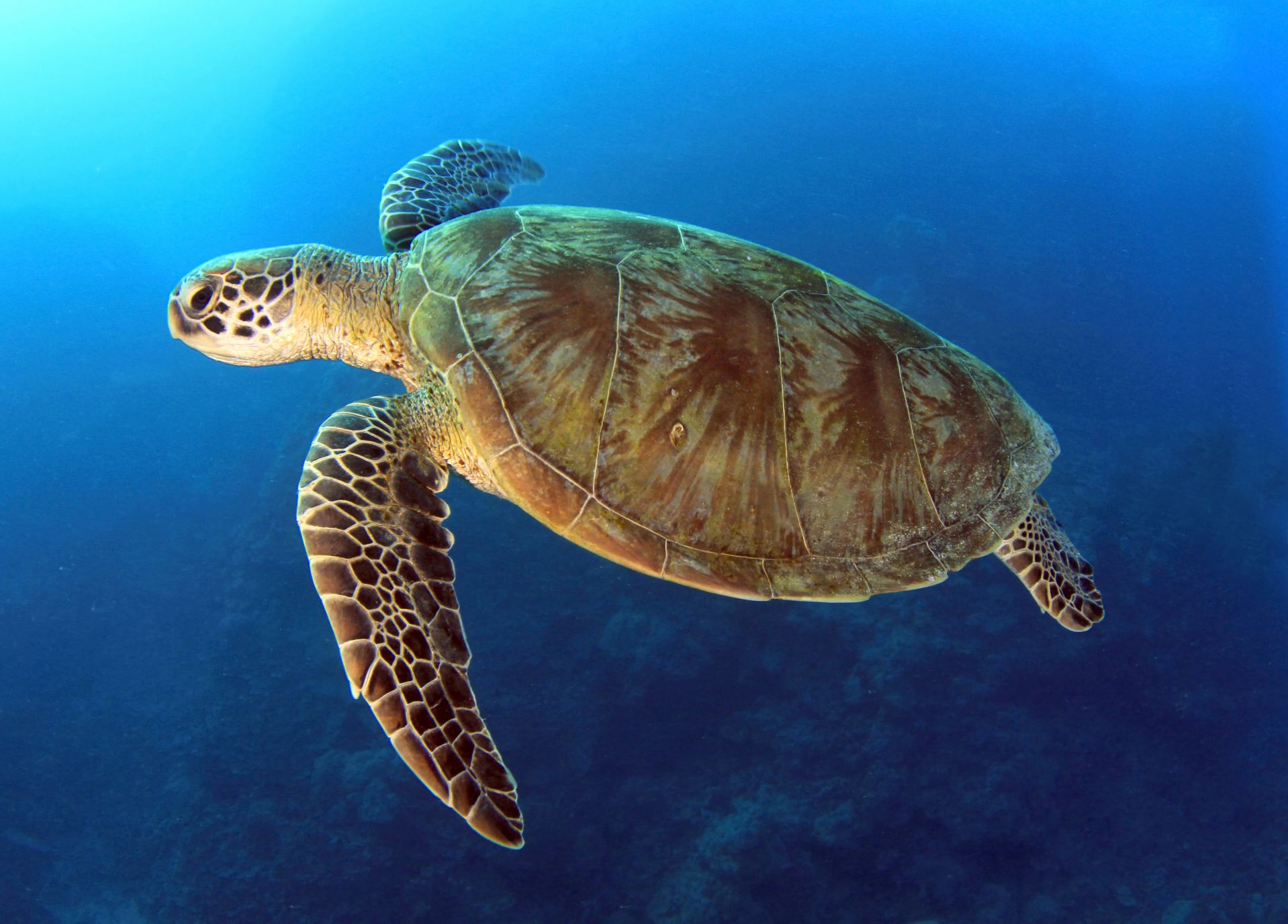 Green Turtle Sea Turtle Alliance
